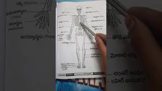 skeletal system for dsc biology classes.