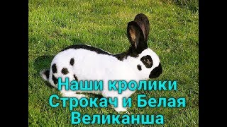 Наши старшие кролики и немного про линьку.