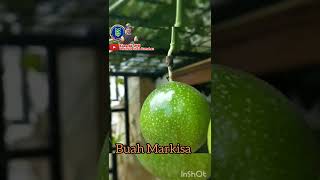 Buah markisa DI teras rumah #shorts #pertanian #buah #sayuran