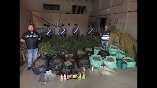 Rivarolo, un ex opificio trasformato in piantagione di marijuana: maxi sequestro da 141 kg