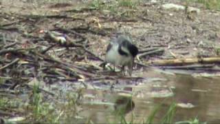 Bela pastirica (Motacilla alba)