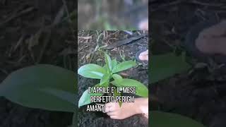 BOTANICA MOTIVAZIONALE: PIANTARE ALBERI PER CONTRASTARE LA CARENZA IDRICA