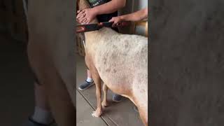 Самая большая матка!!! Арашан СИЛА #farming #арашан #animals #goat #кочкор #shortvideo #sheep #farm