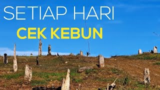 Cek Kebun dengan KATANA TUA