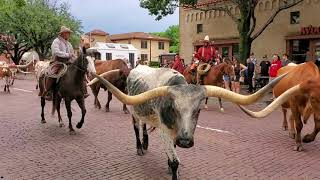 Fort Worth Stockyards Longhorn Cattle Drive, A typical tourist view | Texas Livestock