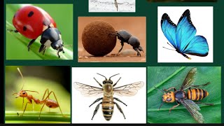 Insects name #england #baby #insects #toddlers