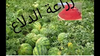 طريقة زراعة الدلاع من الالف الى الياء