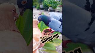 Pigeons Crowd My Hand to Eat #pigeon #kabutar #pets #shorts