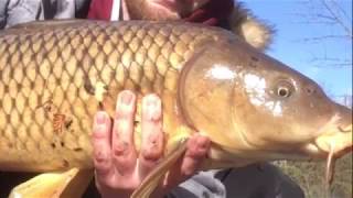 GIANT CARP! Fly fishing carp on a 3wt  (sight fishing)