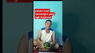 panen buah semangka yang ngk kutanem #semangka #buah #panen