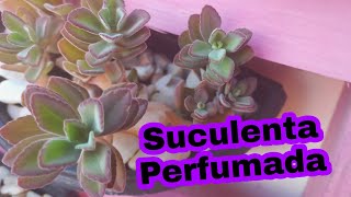 Suculenta Que Tem Perfume Agradável!