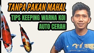 BEGINI CARA MENCERAHKAN WARNA KOI JENIS INI TANPA PAKAN MAHAL