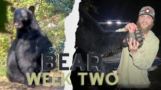 Two Hunters Pass 300+ lbs Bear // Bear Hunting in Northern Maine // Week Two