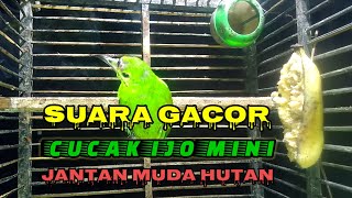 SUARA CUCAK MINI GACOR JANTAN MUDA HUTAN