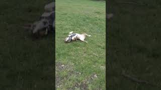 slo-mo dog edit #dogs #cute #rarebreed #minibully #edits #slowmotion