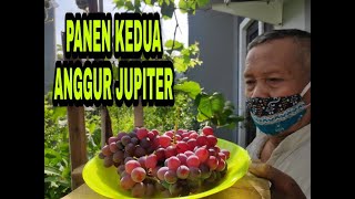 KISAH ANGGUR JUPITER YANG TAK PERNAH BERHENTI BERBUAH