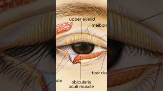 EYELIDS STRUCTURE 1