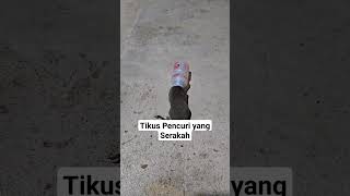 #Shorts Tikus Pencuri Serakah Kepala Tersangkut Di Botol Takult