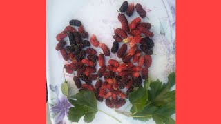 Alex is harvesting Mulberry fruits#usesofmulberries#sideeffects#tastyandhealthy#healthyfortoddlers