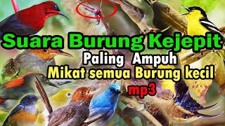 Suara pikat semua burung kecil paling ampuh untuk lokasi yang udah di obok obok pemikat lain.