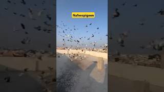 Kabootar bazi #shorts #viralvideos #shortsviral #pigeon #bird #nafeespigeon