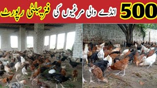 500 دیسی/ گولڈن مصری مرغیوں کی مکمل فزیبلٹی رپورٹ/Desi poultry Farming