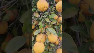 Orange field#nature sound #youtube #short #virel#