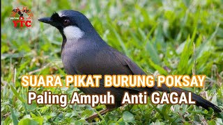 suara pikat burung poksay gacor tanpa iklan