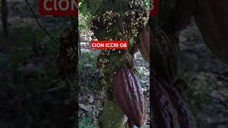 kakao jenis ICCRI 08 #short #viralvideo #sorotan #petanjmuda481