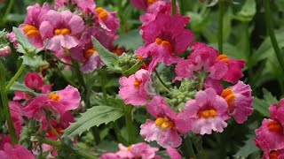 RICADENTE UN PO' DIVERSA DAL SOLITO NEMESIA SUNSATIA™ #gardenideas #gardeninglife #provenwinners 🌱