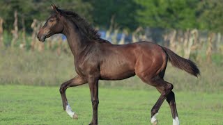 Mare Jovian’s Queen by Jovian - Franziskus FRH, *2024, OL, Dressage