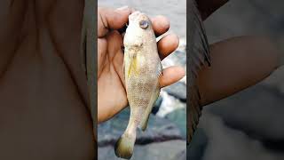 Amazing fish hunting #fishing #viralvideo #hunting #trinding #jk #shorts