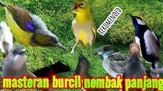 masteran burcil nembak panjang suara tajam