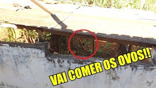 ELE VEIO COMER OS OVOS DO GALINHEIRO!