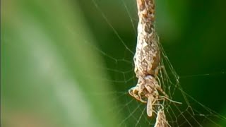 Camouflage expert!!Common Garbage-Line Web Spider(Cyclosa insulana) #camouflage #spider #orbweaver