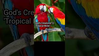 God's Creations-12 "Tropical Birds " *Original sound - Vibez (Instrumental)