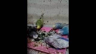 Smart and lovely little budgies #part-1 #parrorts #parrot