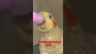 Cutest Cocktail 🦜 Stealing earbuds😍