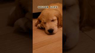 My GOLDEN life #goldenretriever #puppy