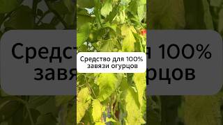 Средство для 100% завязи огурцов  #дача #огород #огурцы #теплица