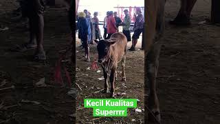 Kecil Kualitas Superrr #sapi #shorts #pemburusapiimpian