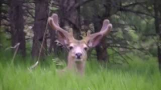 Genesee Colorado - Deer in the foothills -  2020-06-14