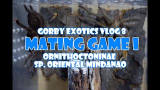 Mating Game I (Ornithoctoninae sp. Oriental Mindanao) | Gorby Exotics Vlog 8