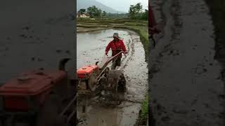 Melihat Mamang Membajak Sawah Di Kampung Penuh Pengalaman