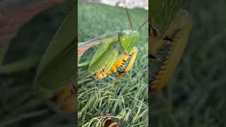 Found her in my garden and she is adorable 😍 #mantis #prayingmantis #insect