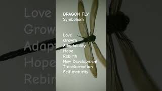 Dragon Fly Symbolism | #shorts