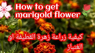 كيفية الحصول على زهرة القطيفة او الغنباز How to get marigold flower