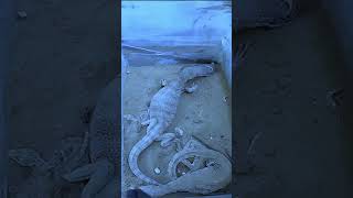 Cobra vs Desert Worl #shortvideo #shorts