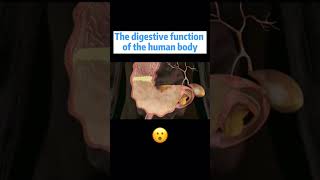 How the digestive system works #viral #shorts #humanbody #healthfacts #amazing #youtubeshorts #facts