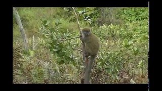 Lemur Bambu at Lemur Island (Vakona)